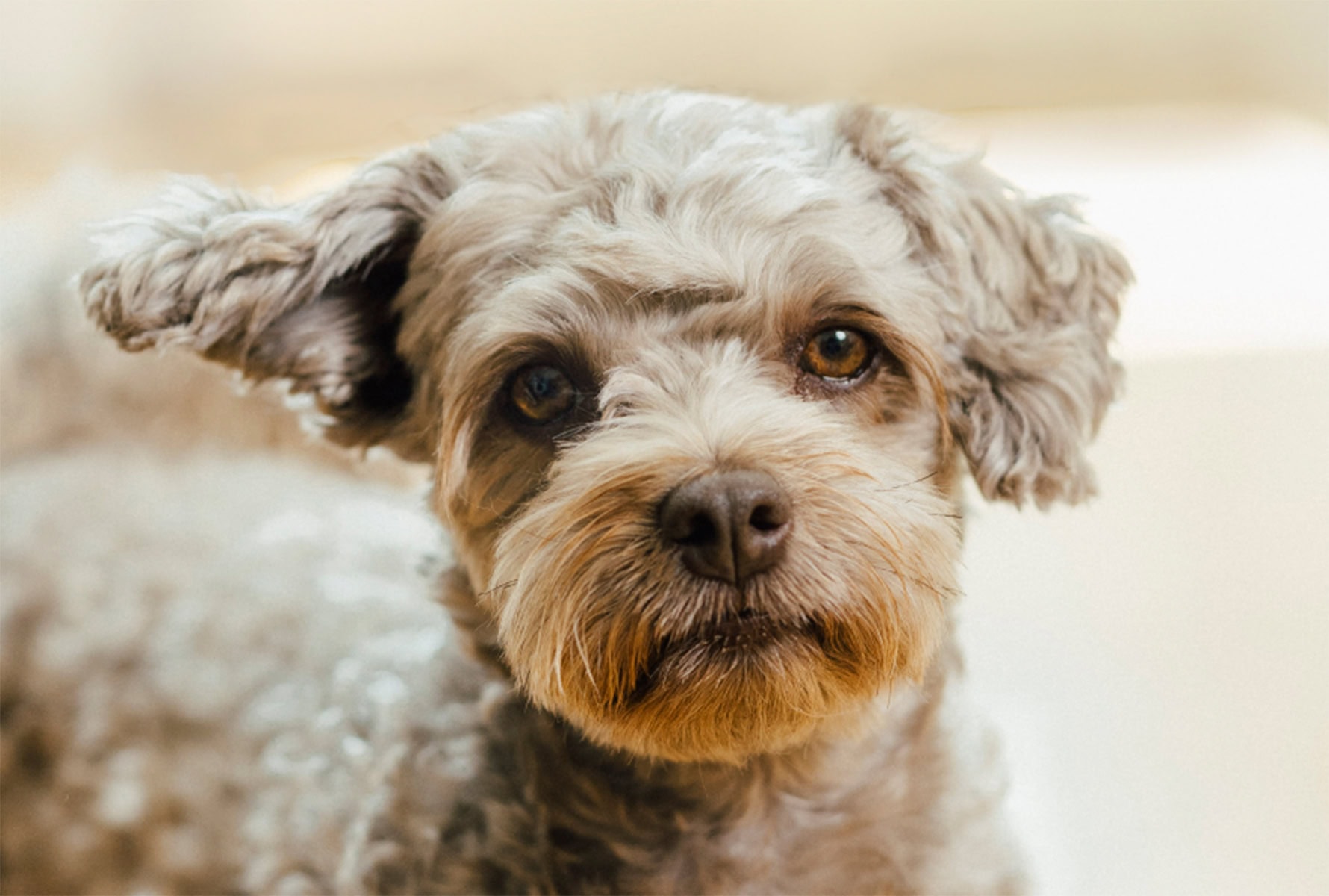 Nahaufnahme eines flauschigen kleinen Hundes mit großen Augen und heller Schnauze.